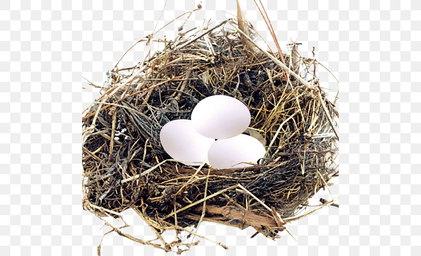 [Image: bird-eggs-nest-png-favpng-uDfxUgPcF6aGfdYrDv5sM3CRR.jpg]