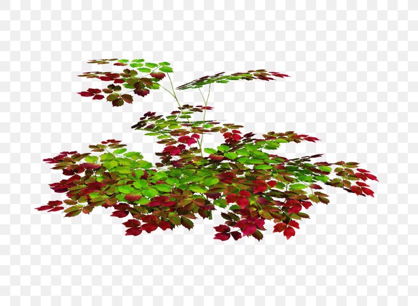 Twig Flowerpot Houseplant Shrub Flowering Plant, PNG, 800x600px, Twig, Branch, Flower, Flowering Plant, Flowerpot Download Free