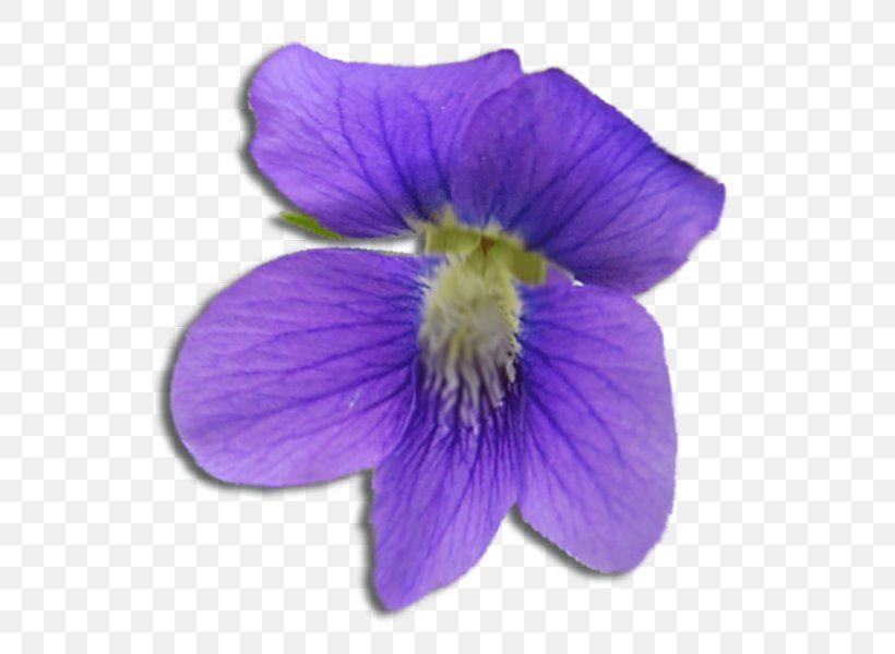 Violet Flower Purple Sigma Kappa Sigma Sigma Sigma, PNG, 600x600px, Violet, Annual Plant, Blue, Color, Flower Download Free
