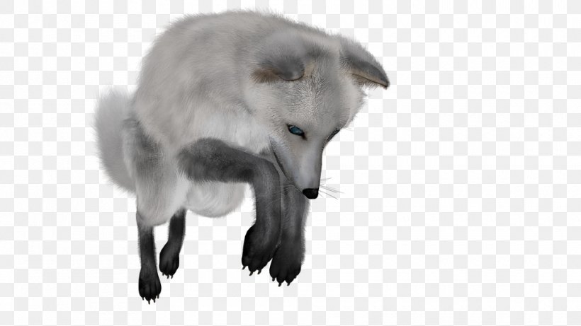 Arctic Fox Polar Bear, PNG, 960x540px, Arctic Fox, Arctic, Black And White, Carnivoran, Dog Breed Download Free
