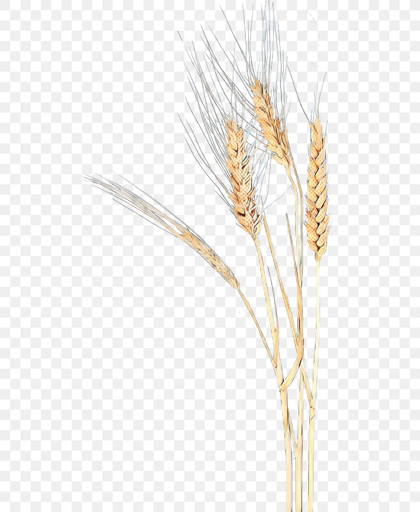 Grass Cartoon, PNG, 500x1000px, Emmer, Barley, Barleys, Cereal, Cereal Germ Download Free
