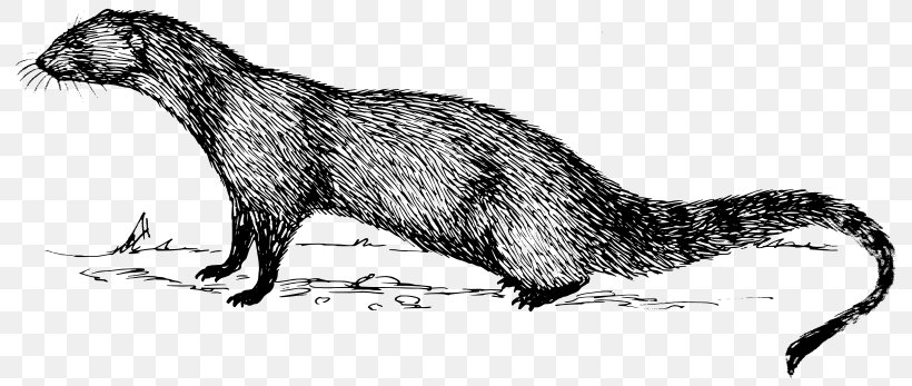 Indian Gray Mongoose Drawing Clip Art, PNG, 800x347px, Mongoose, Black And White, Cape Gray Mongoose, Carnivoran, Dog Like Mammal Download Free