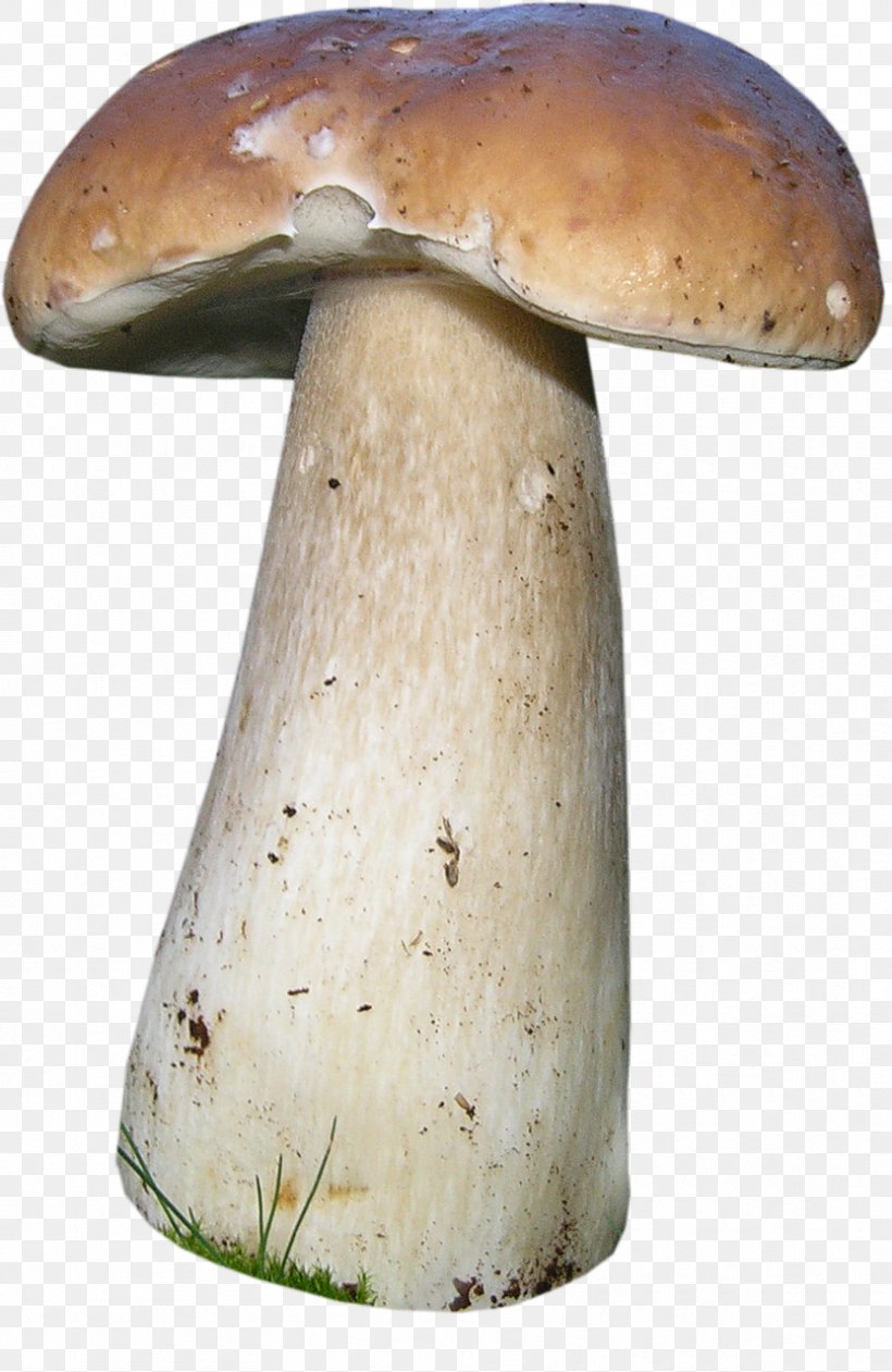 Penny Bun Fungus Mushroom Image, PNG, 832x1280px, Penny Bun, Blog, Boletus, Data Compression, Edible Mushroom Download Free