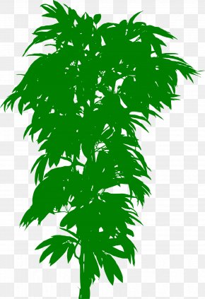 Plant - Plant Bonsai Treelet Trunk Leaf PNG