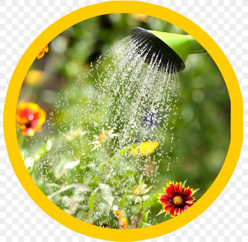 Watering Cans Garden Hoses Irrigation, PNG, 800x800px, Watering Cans, Dandelion, Drip Irrigation, Flora, Flower Download Free