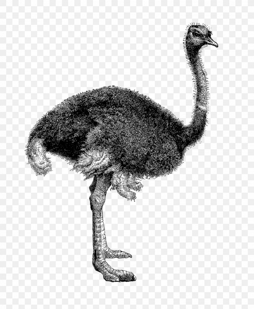 Common Ostrich Bird Emu Clip Art Illustration, PNG, 1516x1839px, Common Ostrich, Beak, Bird, Casuariiformes, Drawing Download Free