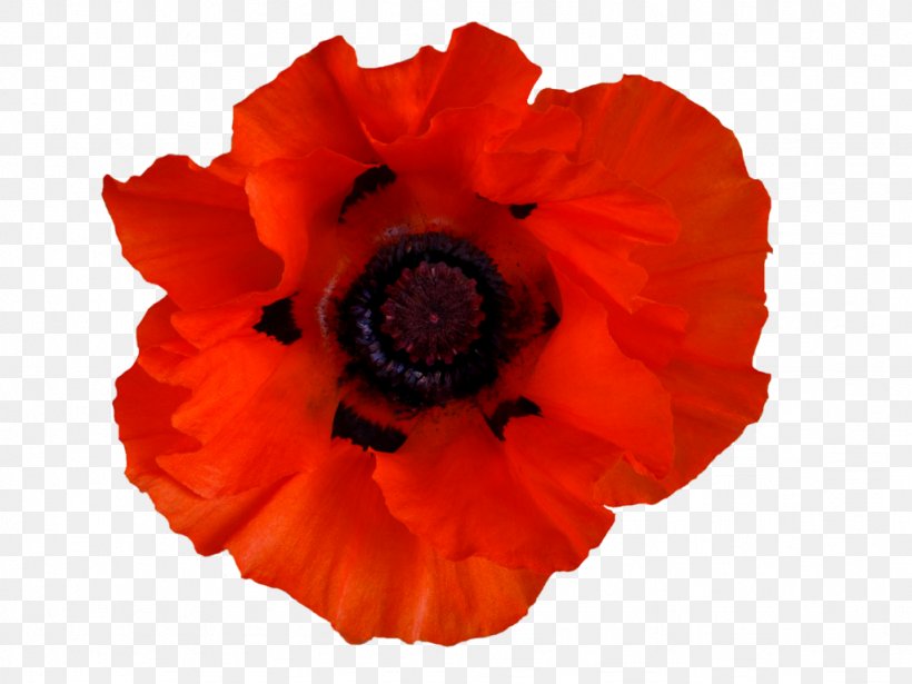 Common Poppy Remembrance Poppy Opium Poppy, PNG, 1024x768px, Poppy, Common Poppy, Coquelicot, Deviantart, Drawing Download Free