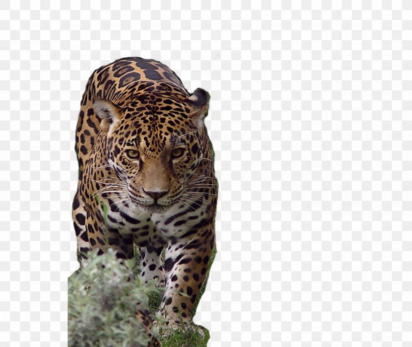 Lion Jaguar African Leopard Tiger Cheetah, PNG, 974x821px, Lion, African Leopard, Animal, Big Cats, Carnivoran Download Free