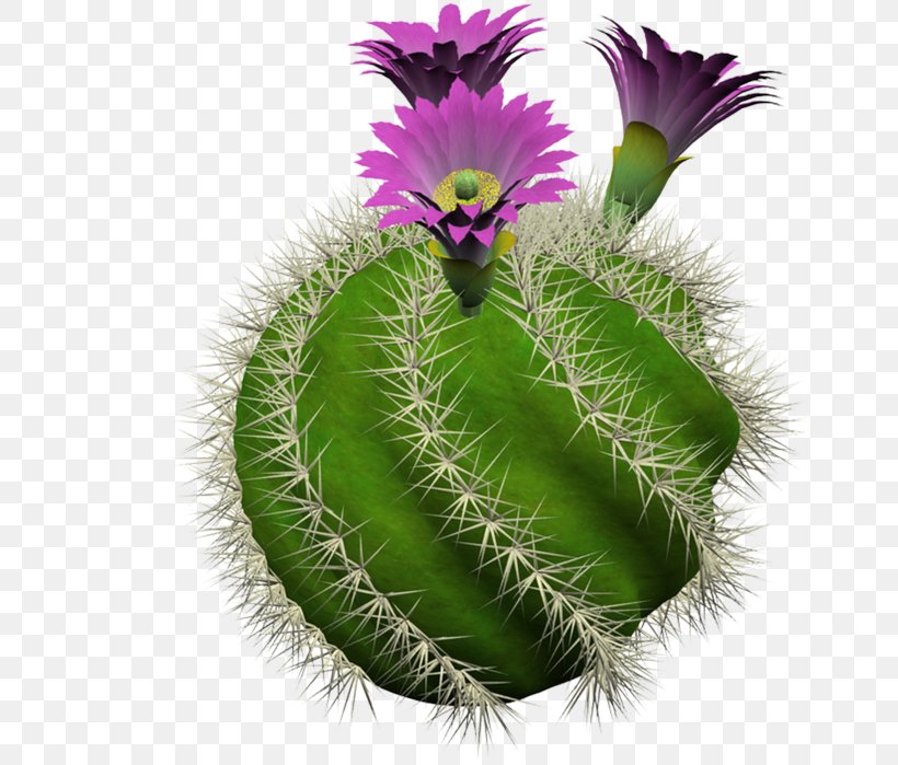 Cactaceae BookData Dummy Title For Series Checkin Houseplant Flowerpot, PNG, 670x699px, Cactaceae, Cactus, Caryophyllales, Flower, Flowering Plant Download Free