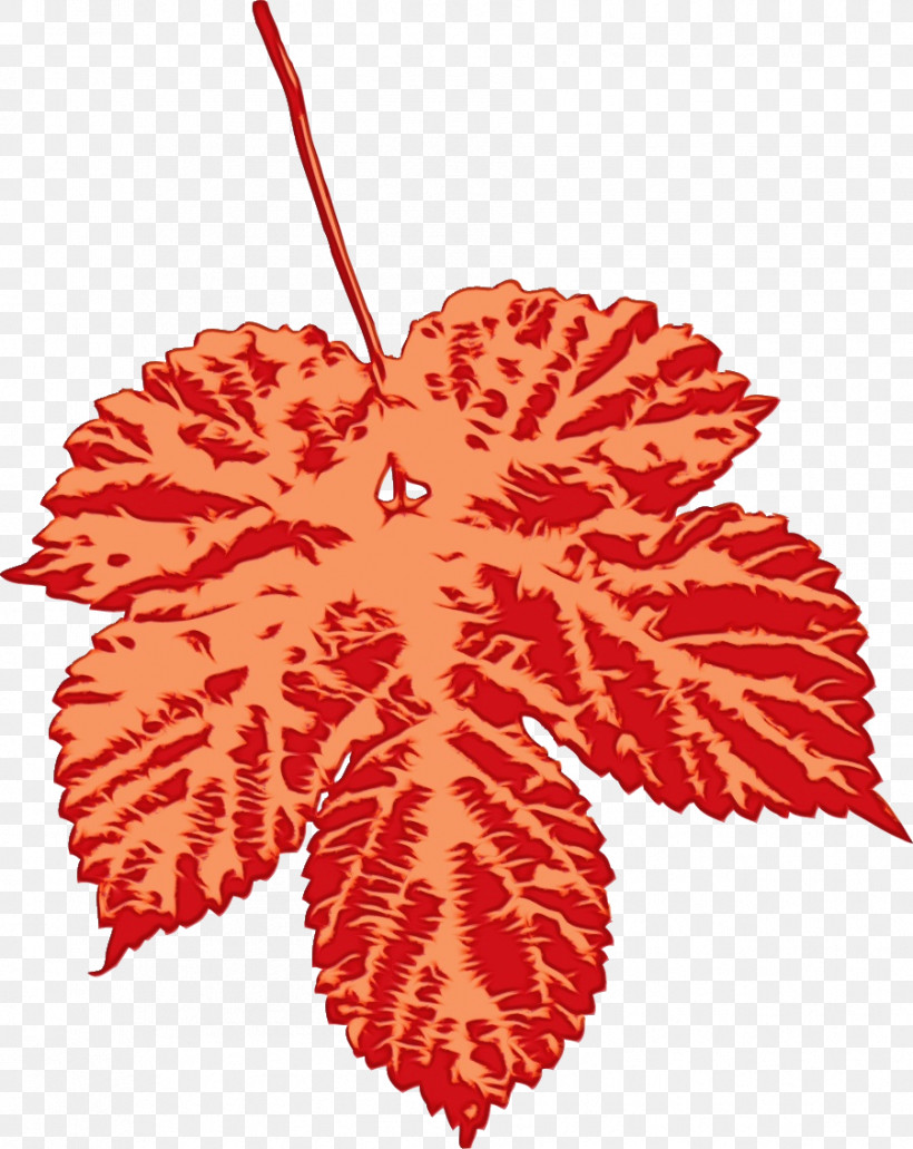 Maple Leaf, PNG, 901x1133px, Watercolor, Biology, Leaf, Maple, Maple Leaf Download Free