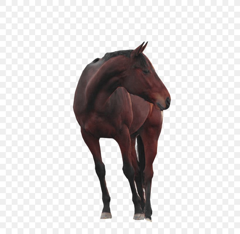 Mustang Pintabian American Paint Horse Drawing, PNG, 600x800px, Mustang, American Paint Horse, Animal, Bridle, Cartoon Download Free