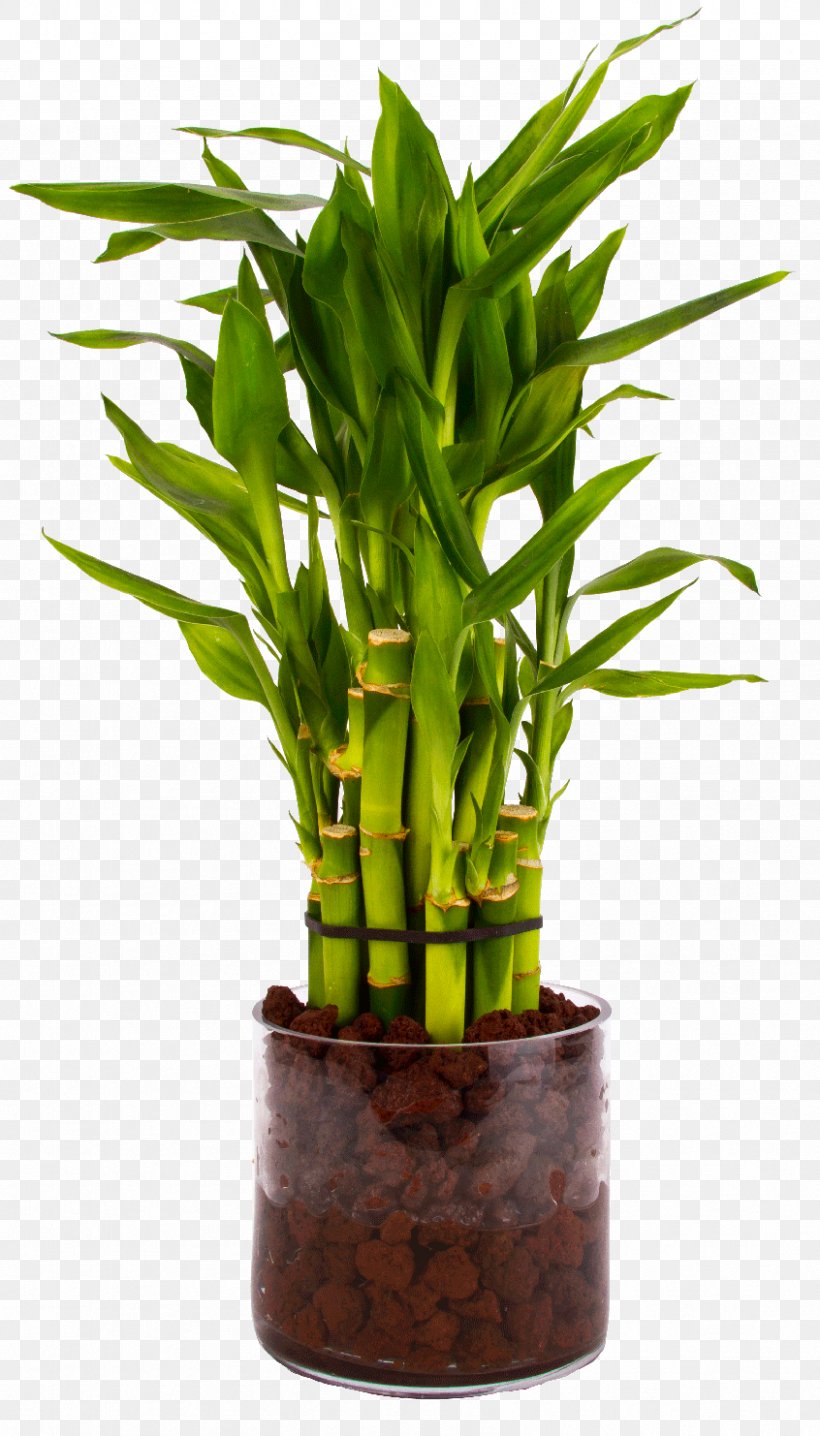 Tropical Woody Bamboos Lucky Bamboo Houseplant Flowerpot, PNG, 846x1482px, Tropical Woody Bamboos, Bamboo, Bamboo Charcoal, Bambusa, Bonsai Download Free