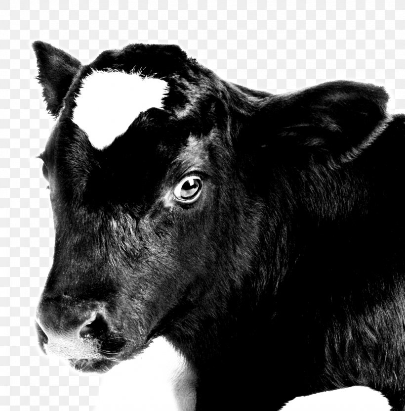 Calf Les Abattoirs Dairy Cattle Slaughterhouse Goat, PNG, 1029x1044px, Calf, Abolitionism, Activism, Animal, Black And White Download Free