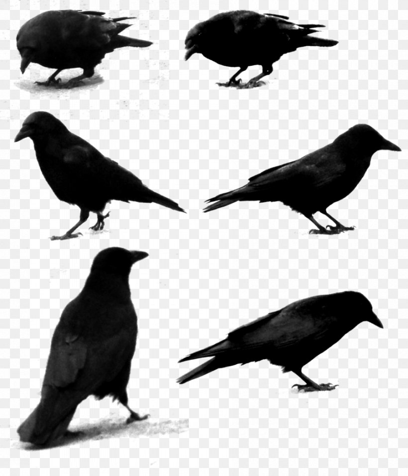 Common Raven Photography Clip Art, PNG, 900x1050px, Common Raven, Alpha Compositing, American Crow, Beak, Bird Download Free