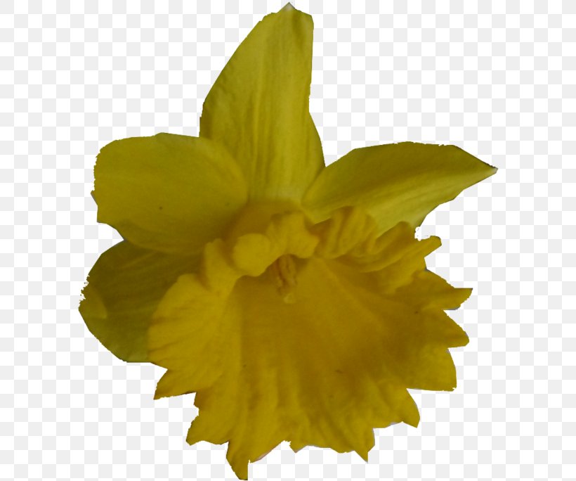 Narcissus, PNG, 600x684px, Narcissus, Amaryllis Family, Flower, Flowering Plant, Petal Download Free