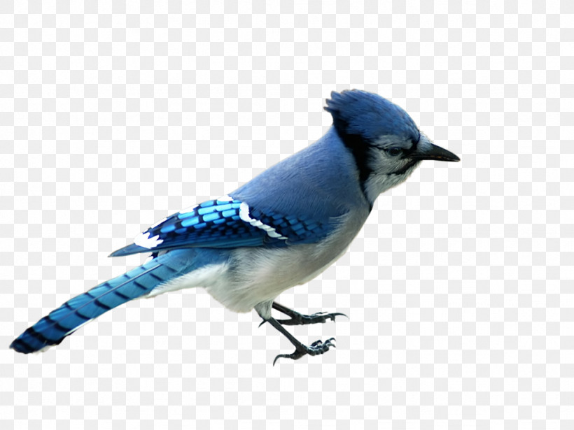 Bird Blue Jay Beak Jay Bluebird, PNG, 1024x768px, Bird, Beak, Blue Jay, Bluebird, Jay Download Free