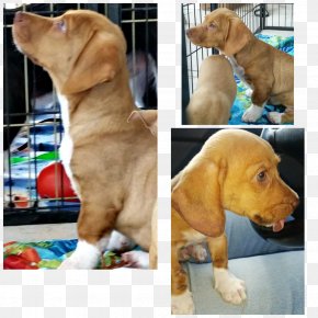 Puppy - Vizsla Redbone Coonhound Puppy Dog Breed Black And Tan Coonhound PNG