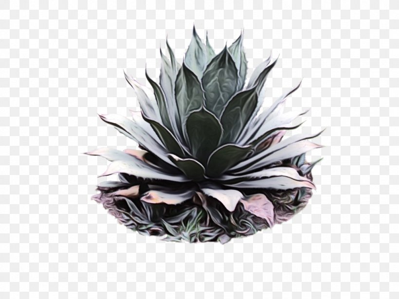 Agave Tequilana Century Plant Agave Angustifolia Plants Succulent Plant, PNG, 1024x768px, Agave Tequilana, Agave, Agave Angustifolia, Agave Azul, Agave Nectar Download Free