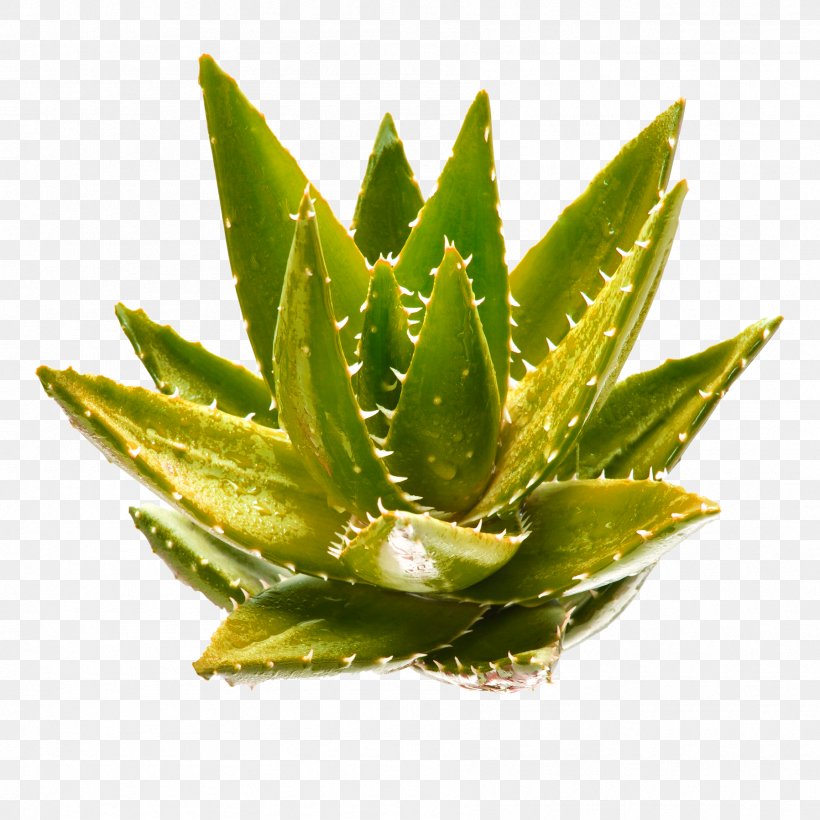 Aloe Vera Aloe Polyphylla Aloin Gel Plant, PNG, 1797x1797px, Aloe Vera, Aloe, Aloe Polyphylla, Aloin, Extract Download Free