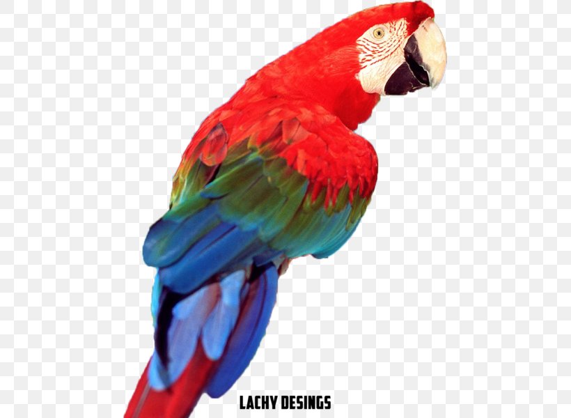 Budgerigar Lovebird Cockatiel True Parrot, PNG, 465x600px, 8k Resolution, Budgerigar, Animal, Australian King Parrot, Beak Download Free