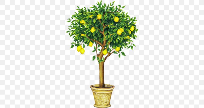 Lemon Tree Drawing Clip Art, PNG, 293x434px, Lemon, Bitter Orange, Bonsai, Botany, Branch Download Free