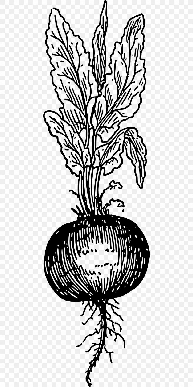 Chard Beetroot Drawing Vegetable, PNG, 960x1920px, Chard, Art, Beetroot, Beta, Black And White Download Free