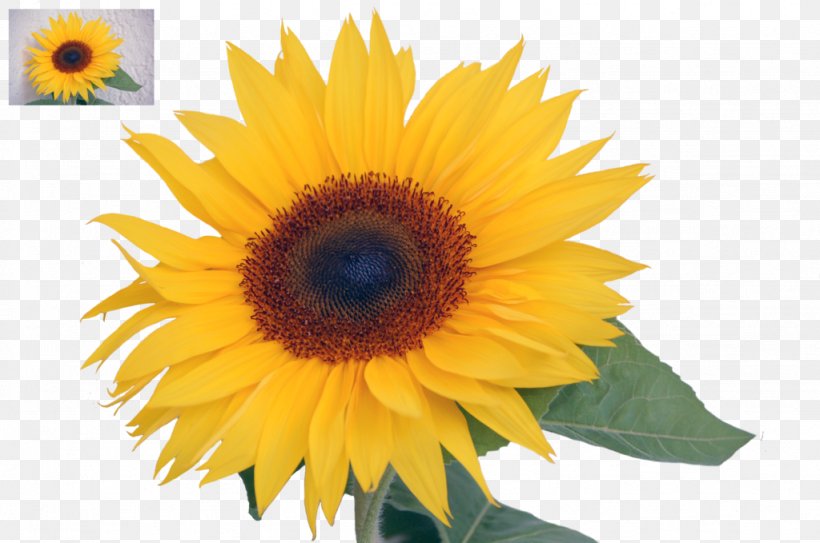 Common Sunflower Sunflower Seed Annual Plant Sunflowers, PNG, 1024x679px, Common Sunflower, Annual Plant, Asterales, Daisy Family, Flower Download Free