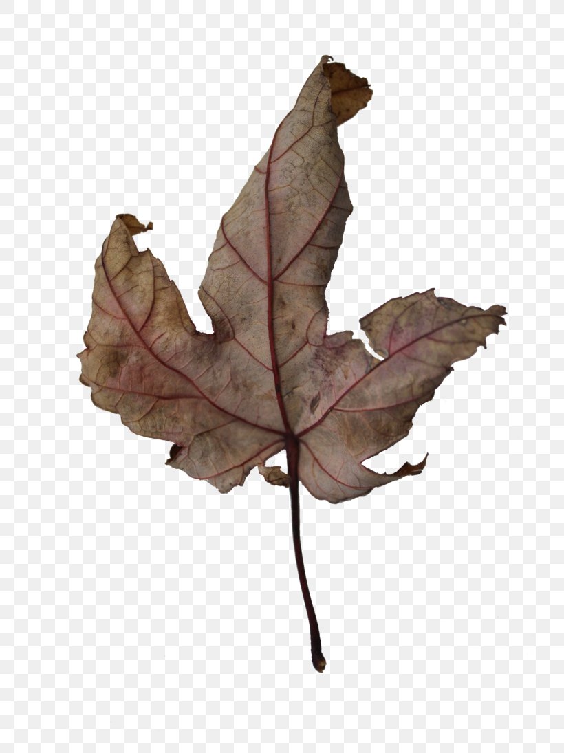 Twig Leaf, PNG, 730x1095px, Twig, Leaf, Plant, Tree Download Free