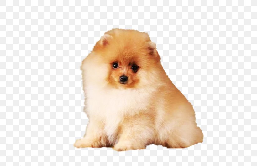 German Spitz Klein Pomeranian Volpino Italiano Puppy, PNG, 800x532px, German Spitz Klein, Boo, Breed, Breed Group Dog, Carnivoran Download Free