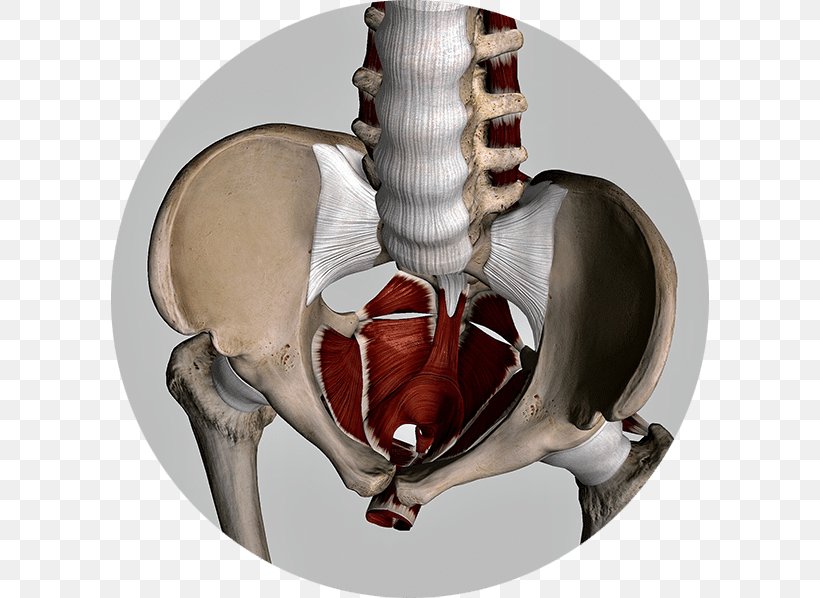 Pelvic Floor Dysfunction Pelvis Pelvic Pain Physical Therapy, PNG, 598x598px, Pelvic Floor, Bone, Cma Aama, Exercise, Human Skeleton Download Free