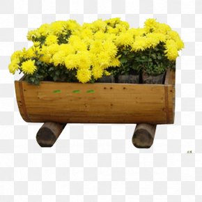 Flower Bed - Flower Chrysanthemum Garden PNG