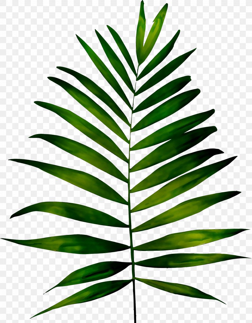 Frond Fern Leaf Palm Trees Plants, PNG, 1874x2400px, Frond, Arecales, Azadirachta Indica, Botany, Drawing Download Free