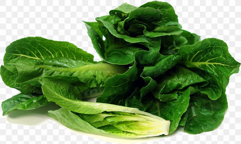 Spinach Salad Red Leaf Lettuce Romaine Lettuce Leaf Vegetable, PNG, 872x522px, Spinach Salad, Arugula, Calorie, Chard, Choy Sum Download Free