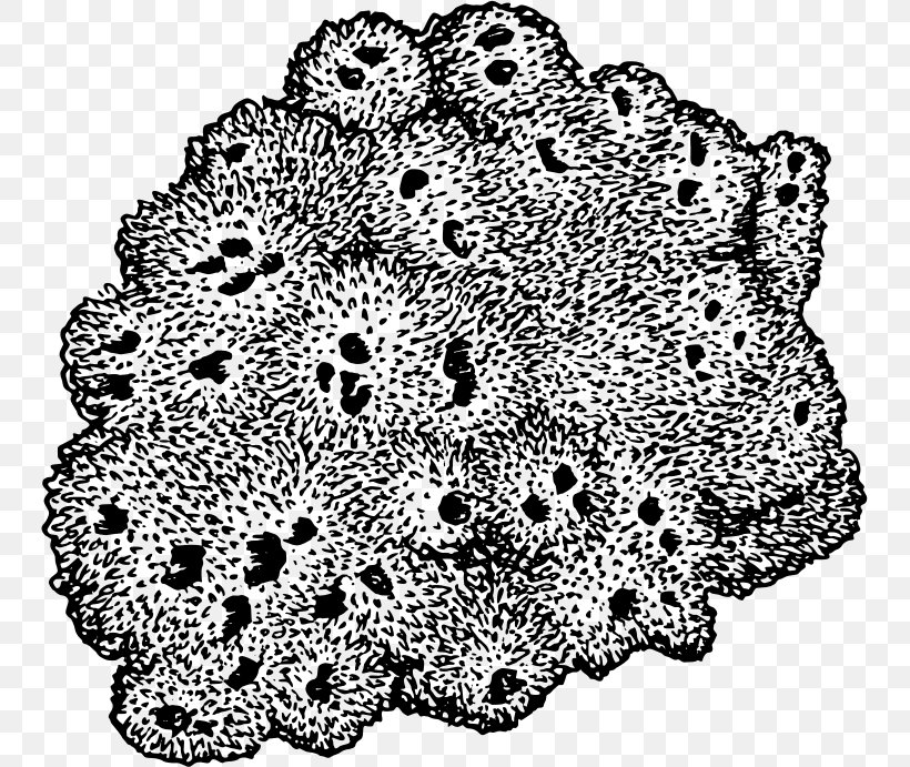 Sponge Drawing Black And White Clip Art, PNG, 745x691px, Sponge, Aquatic Animal, Black And White, Color, Doily Download Free