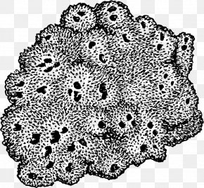 Sea Sponge - Sponge Drawing Black And White Clip Art PNG