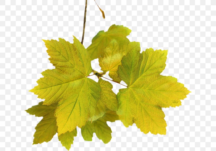Tree Leaves, PNG, 639x574px, Grape Leaves, Black Maple, Branching, Common Grape Vine, Flower Download Free