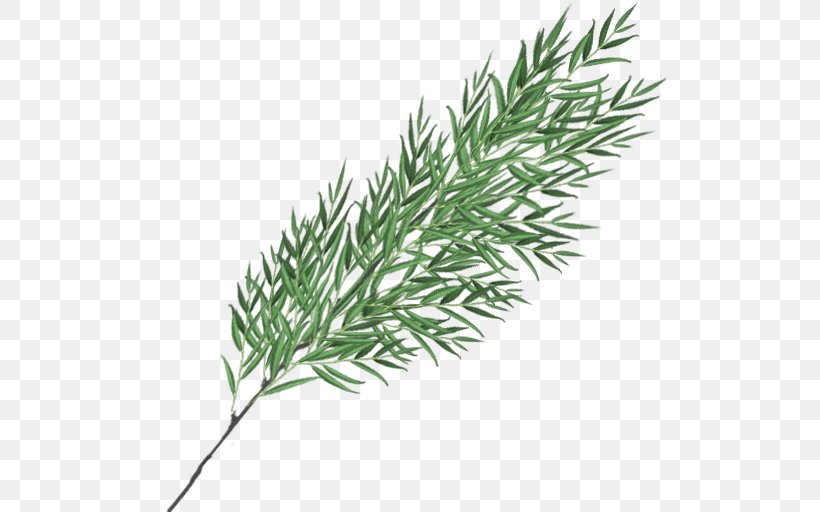 Twig Plant Stem Grasses Leaf Herb, PNG, 512x512px, Twig, Branch, Conifer, Family, Fir Download Free