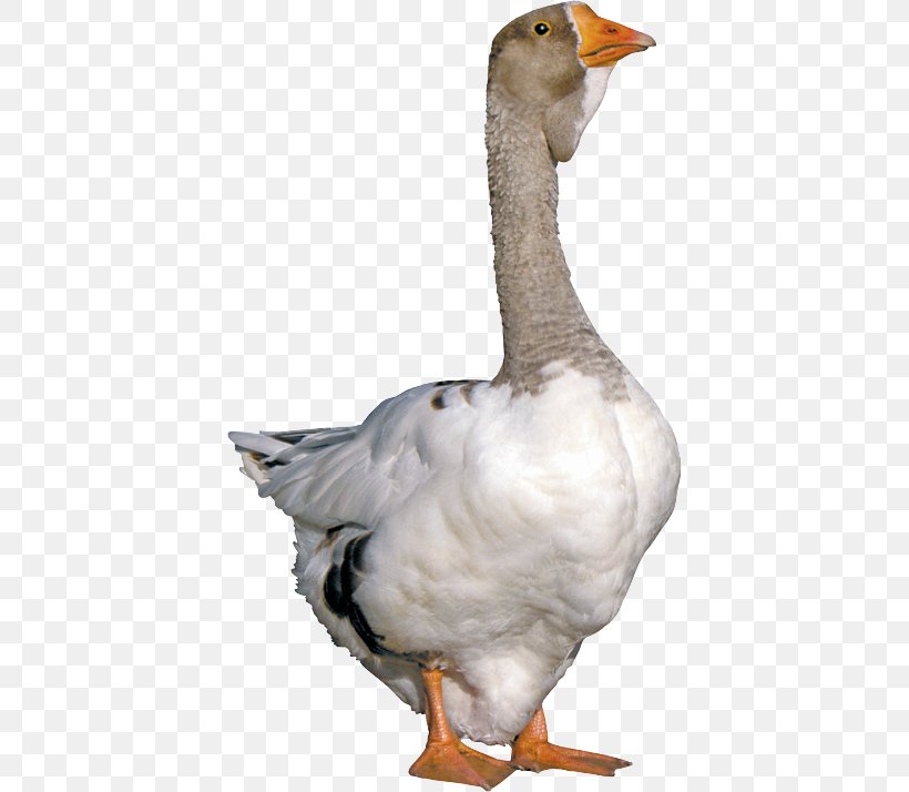 Duck, PNG, 410x714px, Duck, Beak, Bird, Ducks Geese And Swans, Fauna Download Free