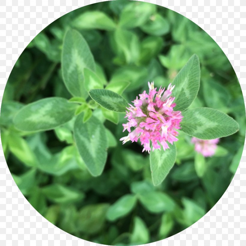 Medicine Red Clover Materia Medica Herb Why Would You Know, PNG, 1012x1012px, Medicine, Clover, Flower, Grass, Groundcover Download Free