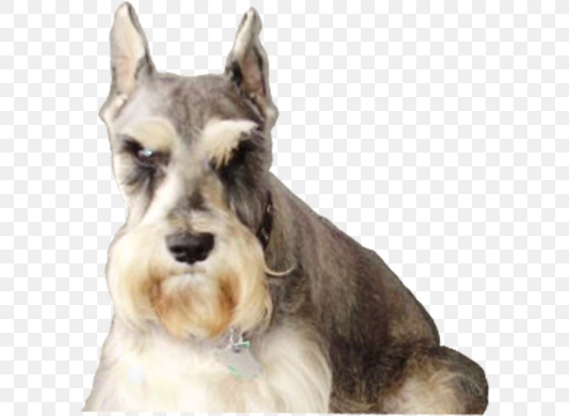 Miniature Schnauzer Standard Schnauzer Dog Breed Companion Dog Terrier, PNG, 592x600px, Miniature Schnauzer, Ancient Dog Breeds, Breed, Canidae, Carnivore Download Free