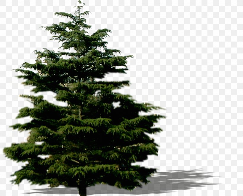 Spruce Fir Pine Christmas Tree Christmas Ornament, PNG, 1079x869px, Spruce, Biome, Christmas, Christmas Decoration, Christmas Ornament Download Free