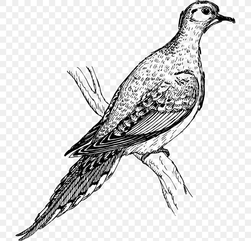 Columbidae Bird Mourning Dove Drawing Clip Art, PNG, 719x790px, Columbidae, Art, Beak, Bird, Black And White Download Free