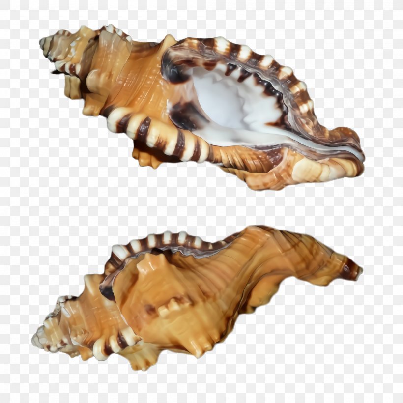 Conch Conch Shell Sea Snail Bivalve, PNG, 2000x2000px, Conch, Animal Figure, Bivalve, Clam, Cockle Download Free