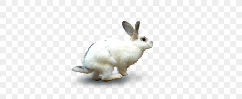 Domestic Rabbit White Rabbit European Rabbit Hare, PNG, 1194x492px, Domestic Rabbit, Animal, European Rabbit, Fauna, Hare Download Free