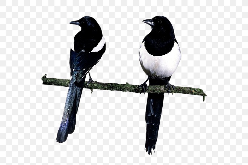 Eurasian Magpie Love Letters Of The Angels Of Death Bird, PNG, 562x546px, Eurasian Magpie, American Crow, Beak, Bird, Blog Download Free