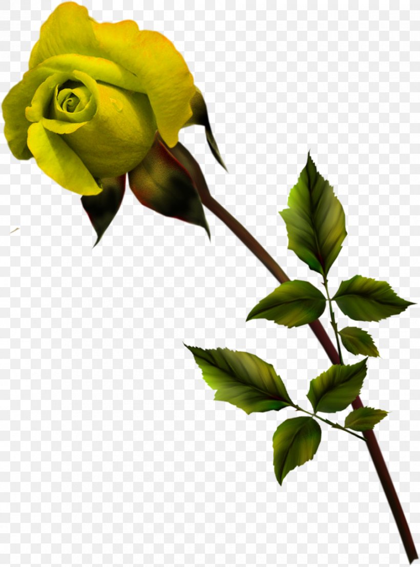 Garden Roses Petal Bud Branch, PNG, 900x1214px, Garden Roses, Branch, Bud, Flora, Flower Download Free