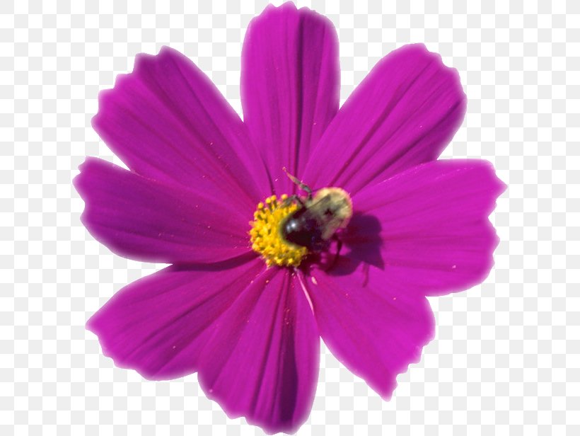 Cosmos Photography Clip Art, PNG, 618x616px, Cosmos, Annual Plant, Blog, Daisy Family, Digital Image Download Free