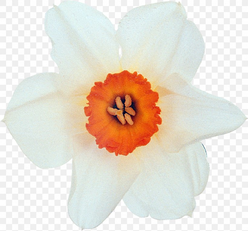 Flower White Plant Petal, PNG, 1080x1006px, Flower, Amaryllis Family, Color, Daffodil, Facebook Download Free