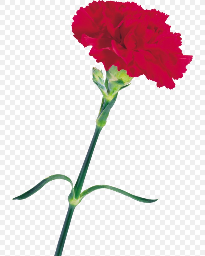 Carnation Cut Flowers Color, PNG, 726x1024px, Carnation, Annual Plant, Color, Cut Flowers, Dianthus Download Free