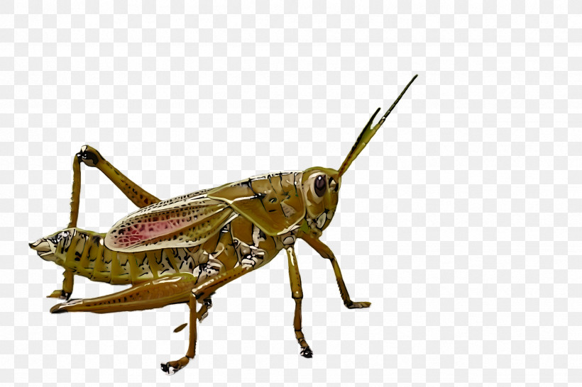 Insect Locust Cricket-like Insect Grasshopper Cricket, PNG, 2448x1632px, Insect, Cricket, Cricketlike Insect, Grasshopper, Locust Download Free